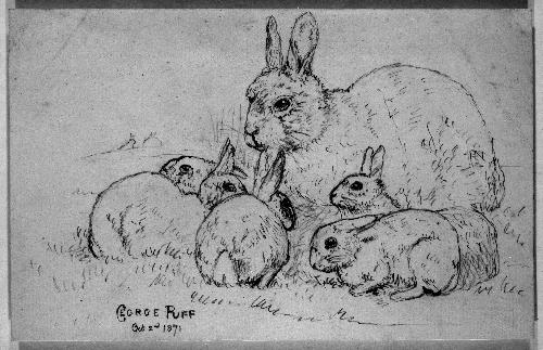 Rabbits