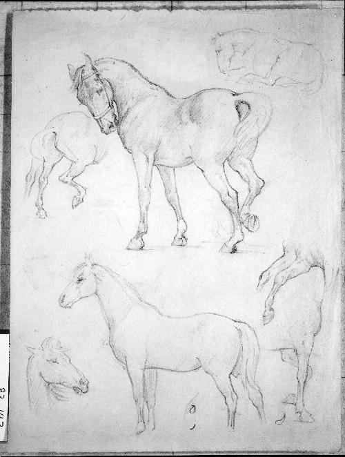 Horse Studies