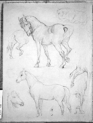 Horse Studies