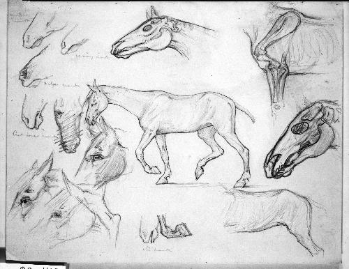 Horse Studies