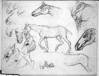 Horse Studies