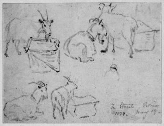 Studies of Goats