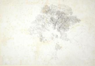 Tree Study, Aricia