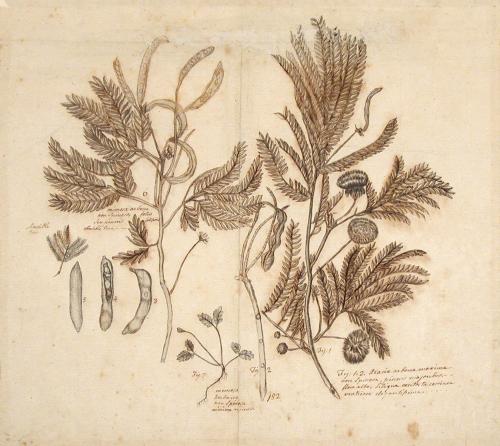 Study of Seven Botanical Specimens