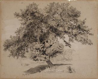 Tree Study