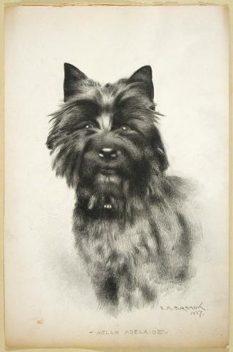 Cairn Terrier