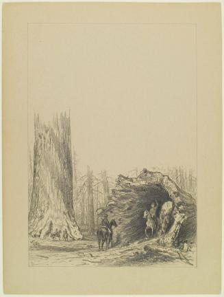 Fallen Sequoia