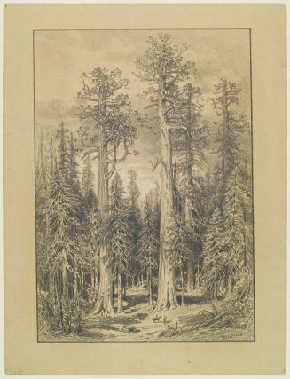 Big Trees - Mariposa Grove