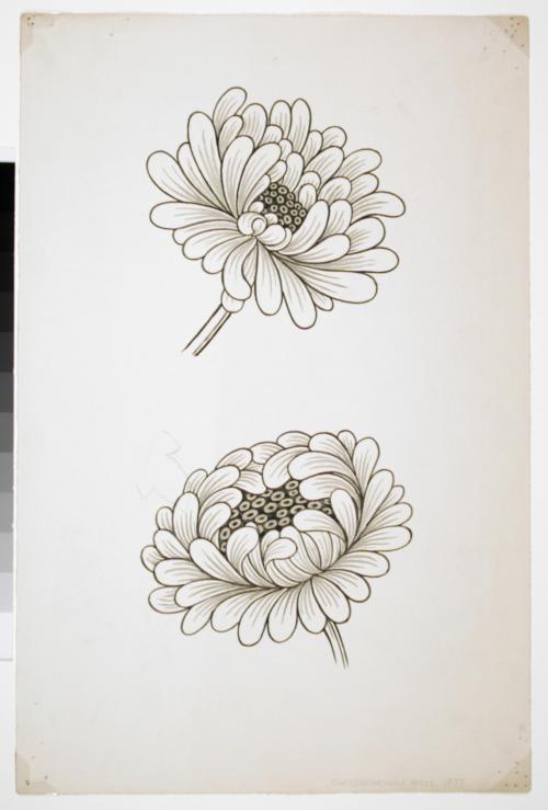 Chrysanthemum