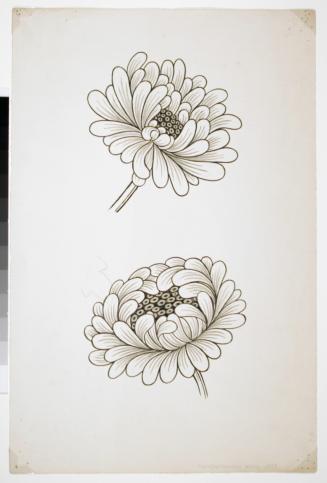 Chrysanthemum