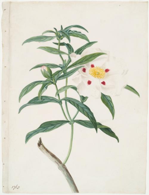 Cistus Ladaniferus