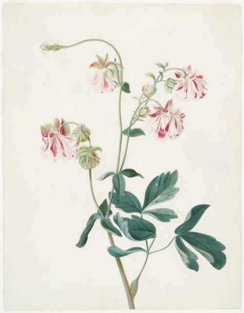 Aquilegia