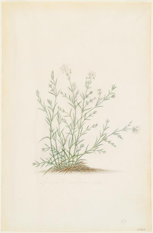 Spergula Nodosa