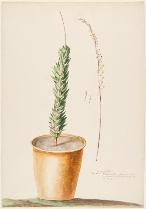 Aloe Africana, Erecta, Rotundo