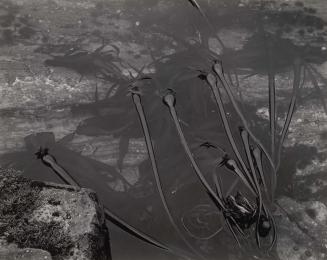 Kelp on Tide Pool