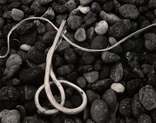 Dry Kelp, Point Lobos