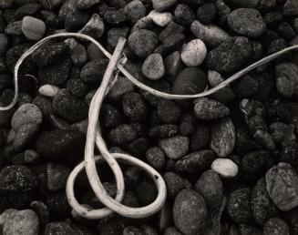 Dry Kelp, Point Lobos