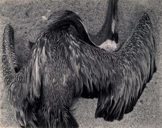 Dead Pelican, Point Lobos