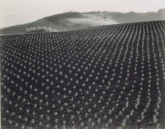 Tomato Field, Monterey Coast