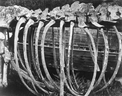 Whale Skeleton, Point Lobos