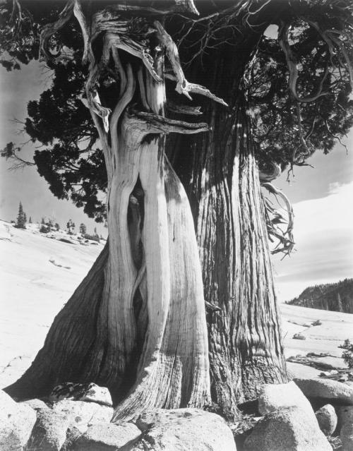 Juniper, near Tenaya Lake, Sierra Nevada