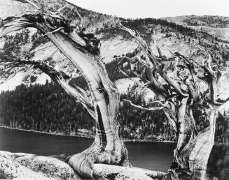 Junipers, Tenaya Lake, Sierra Nevada