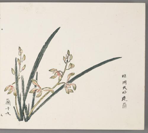 In the manner of Zhou Tianqiu's jian orchids 臨周天球建蘭