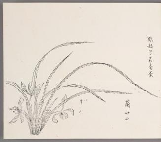 In the manner of Zhao Zi-ang's outlined orchids 臨趙子昻勾蘭