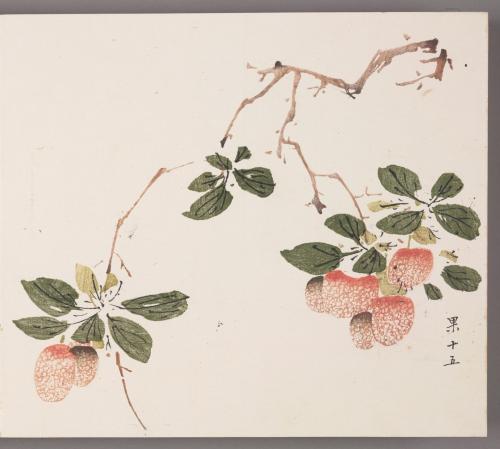 Branch of Lychee (lizhi)