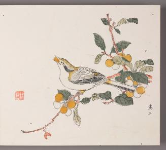 Bird Eating Fruit