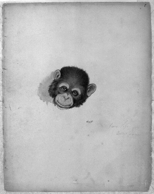 Monkey Sketchbook [leaf 5]