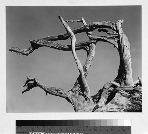 Cypress Root, Point Lobos