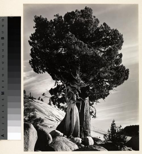 Juniper, Tenaya Lake, Sierra Nevada