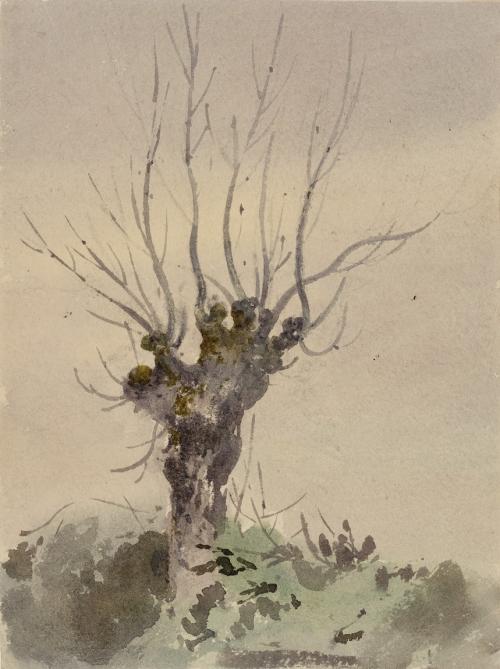 Tree Study