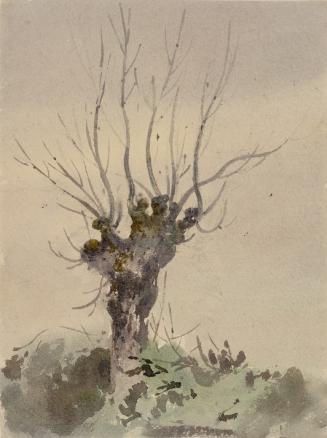 Tree Study