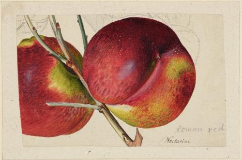 Nectarines