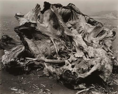 Drift Stump Crescent Beach, California North Coast