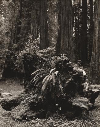 Coast Redwoods