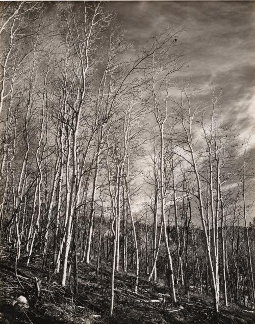 Aspen Valley, New Mexico