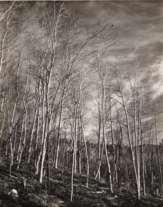 Aspen Valley, New Mexico