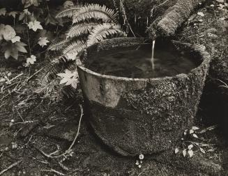 Old Tub, Humboldt Redwoods