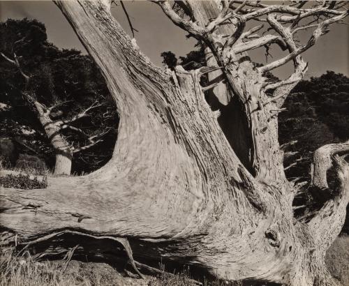 Cypress, Point Lobos