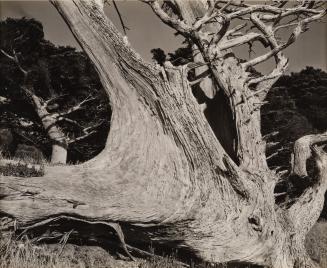 Cypress, Point Lobos