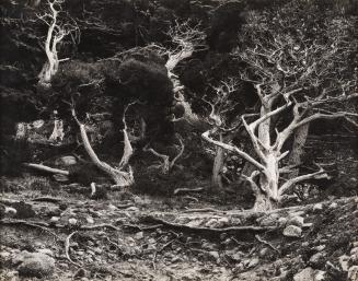 Cypress, Point Lobos