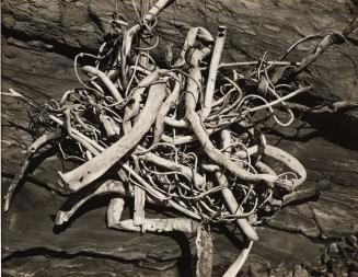 Dry Kelp, Point Lobos