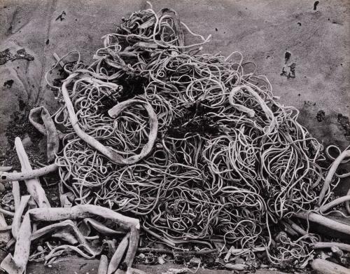 Kelp, Point Lobos