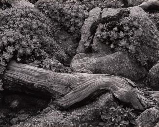 Stone-Crop, Point Lobos