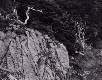 Point Lobos