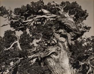 Juniper, Tenaya Lake