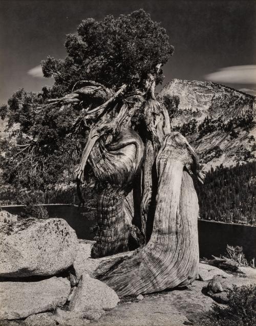 Juniper, Tenaya Lake, Sierra Nevada